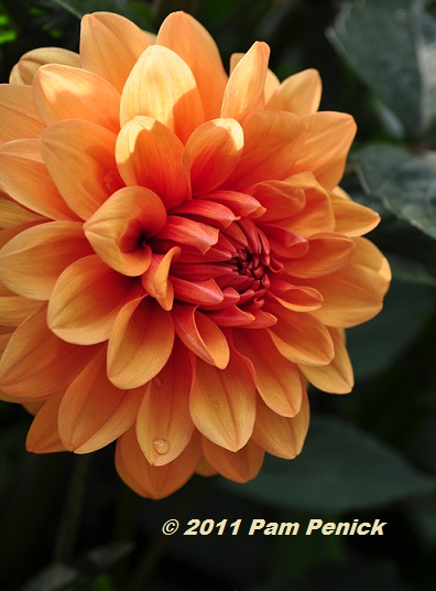 Orange_dahlia