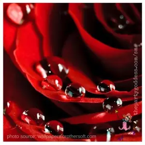 11 Wedding Images Inspired By Paperless Post-red rose image