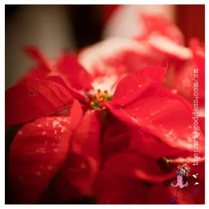 10 Winter Wonderland Holiday Party Ideas-poinsettia image