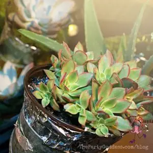 Ahh! Refreshing Ways To Spring Into Summer! The Party Goddess shares ideas and inspiration from her events to get you ready for your #summer #parties! Check it out at https://thepartygoddess.com/ahh-refreshing-ways-spring-into-summer - succulents image