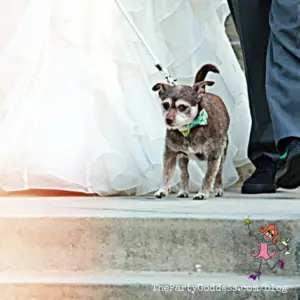 Wedding Ceremony Ideas: Say "I Do" YOUR Way! Where and how will you say "I do"? The Party Goddess!, LA's best full service event planner, shares ideas to make your wedding ceremony ridiculously fab! Check it out at https://thepartygoddess.com/wedding-ceremony-ideas-your-way @maiasphoto @christinechang #thebecker #minaretphotography #weddingplanner - dog image