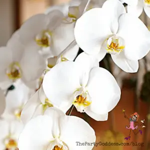 Be A Petal Pusher, It’s National Flower Day!
