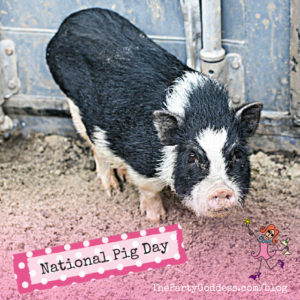 On National Pig Day Meet The Resident Piggies! The Party Goddess! LA’s best full-service event planner shares fun facts and trivia plus photos of her pregnant pig on National Pig Day! Check it out at https://thepartygoddess.com/national-pig-day #nationalpigday @thepartygoddess - instagram image