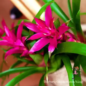 Luv The Color Pink? All The Pinks You Can Think! | The Party Goddess!