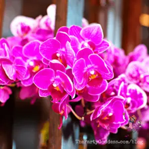 Luv The Color Pink? All The Pinks You Can Think! | The Party Goddess!