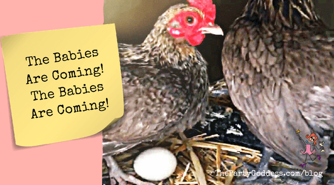 The Babies Are Coming! The Babies Are Coming! Get the scoop on the soon-to-be baby chicks at The Party Goddess!