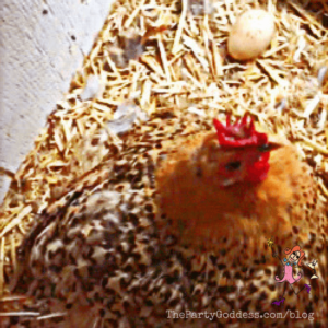 The Babies Are Coming! The Babies Are Coming! Get the scoop on the soon-to-be baby chicks at The Party Goddess!
