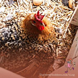 The Babies Are Coming! The Babies Are Coming! Get the scoop on the soon-to-be baby chicks at The Party Goddess!