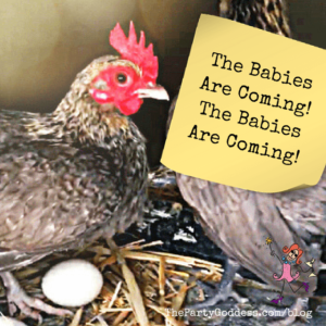 The Babies Are Coming! The Babies Are Coming! Get the scoop on the soon-to-be baby chicks at The Party Goddess!