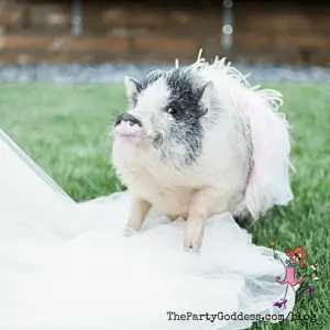 Pets In Weddings: Unleash The Love! | The Party Goddess!