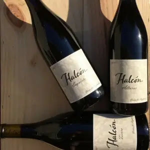 Toast Fall Wine Tasting To Celebrate Harvest!