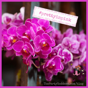 pink orchids