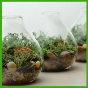 Spring Centerpieces Beyond Floral Arrangements! - 3 glass terrariums