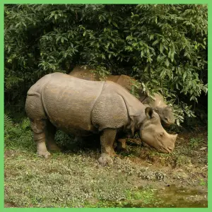 2018 Travel Trends: Around The World And Back! - 2 rhino