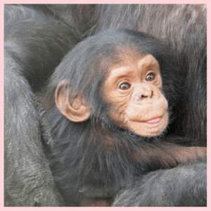 2018 Travel Trends: Around The World And Back! - baby chimpanzee