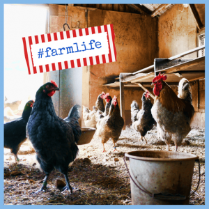 2018 Travel Trends: Around The World And Back! - inside a barn with chickens