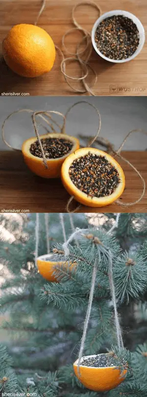 Summer Vacation Activities & Crafts For Kids! - orange peel bird feeder