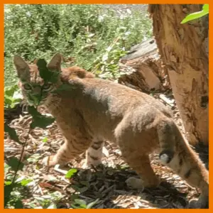 Magic Month Of Wildlife, Airstreams & Bahamas! - mountain lion