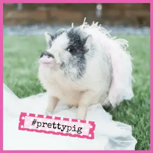 Magic Month Of Wildlife, Airstreams & Bahamas! - pig dressed in pink tutu